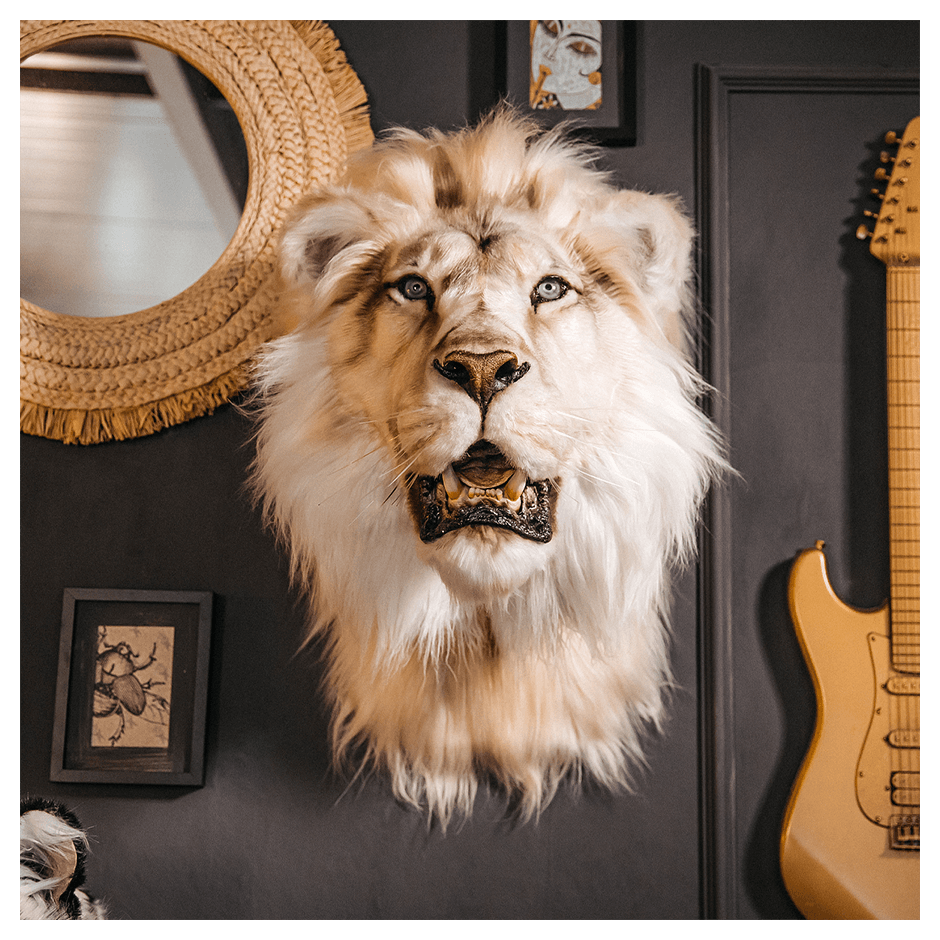 Replica Taxidermy Lion Shoulder Head Wall mount