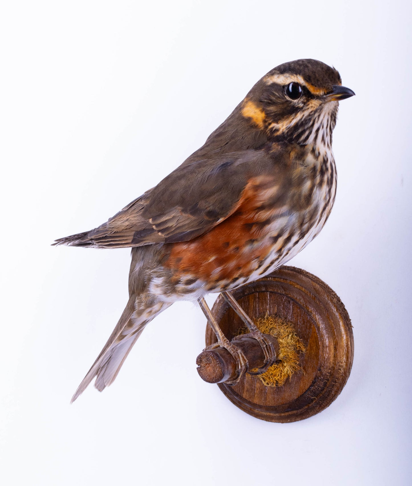 Taxidermy Redwing Wall Mount