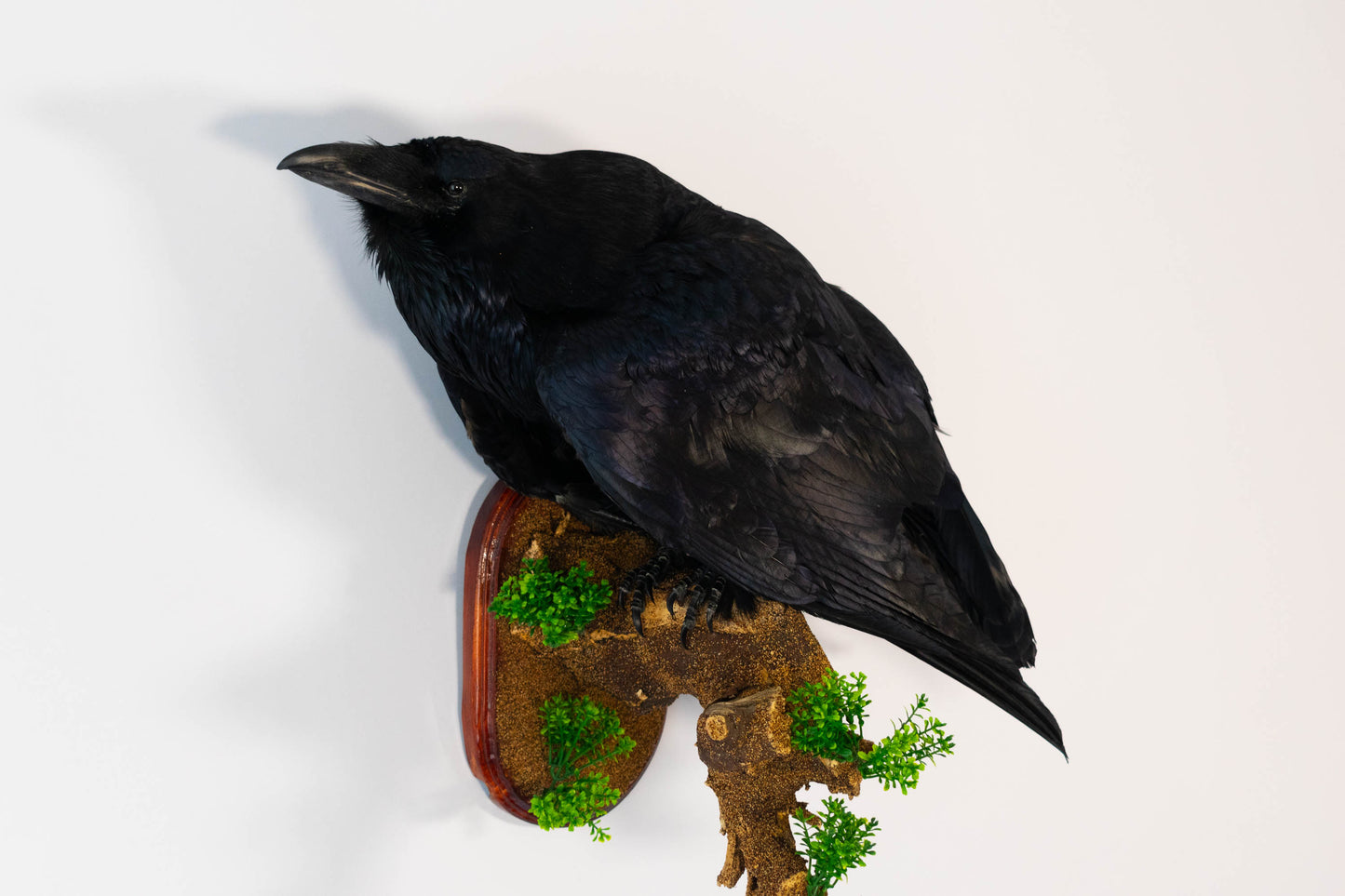 Raven Taxidermy Wall Mount For Sale