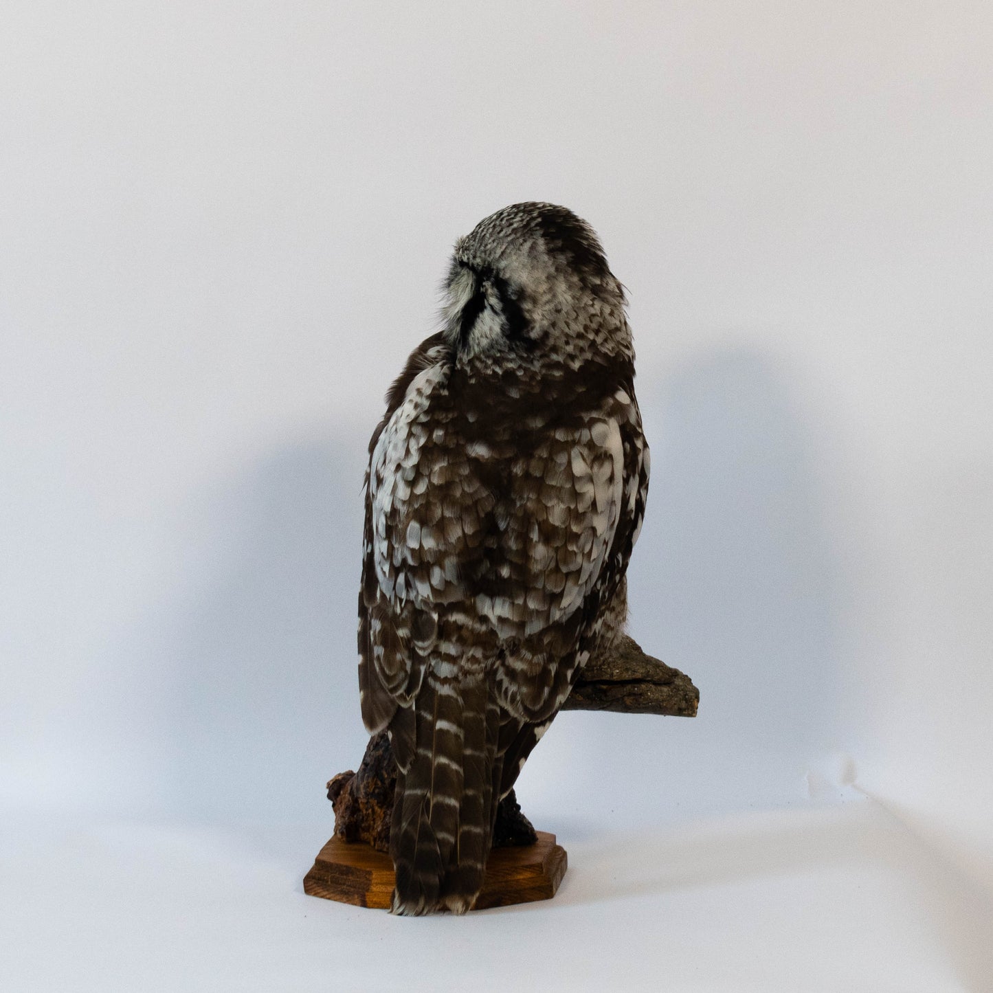 Northern Hawk-Owl Taxidermy Stand Mount For Sale