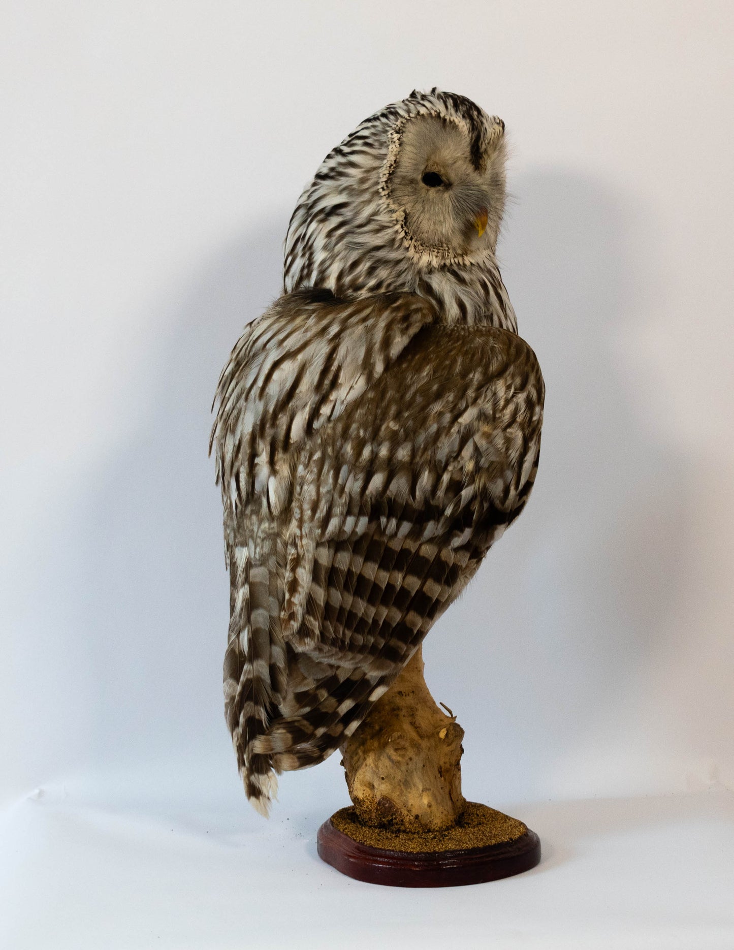 Ural Owl Taxidermy Stand Mount For Sale