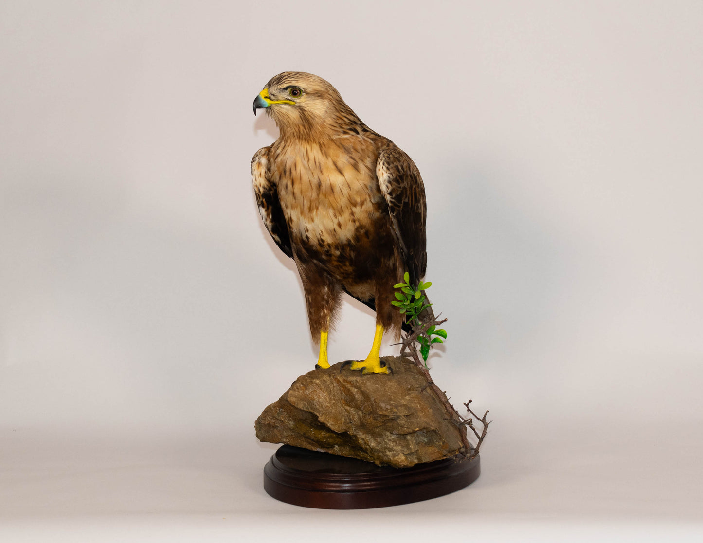 Red Kite Taxidermy Stand Mount For Sale