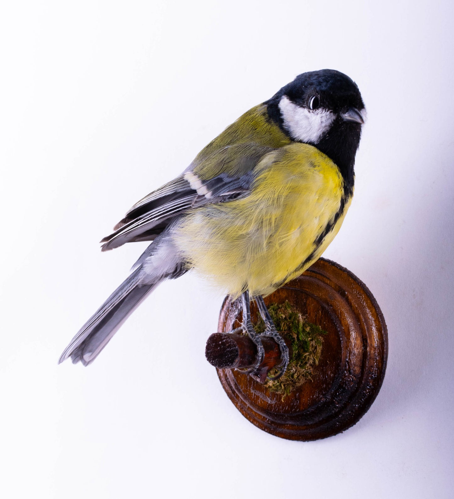 Mésange Charbonnière Empaillée Murale À Vendre