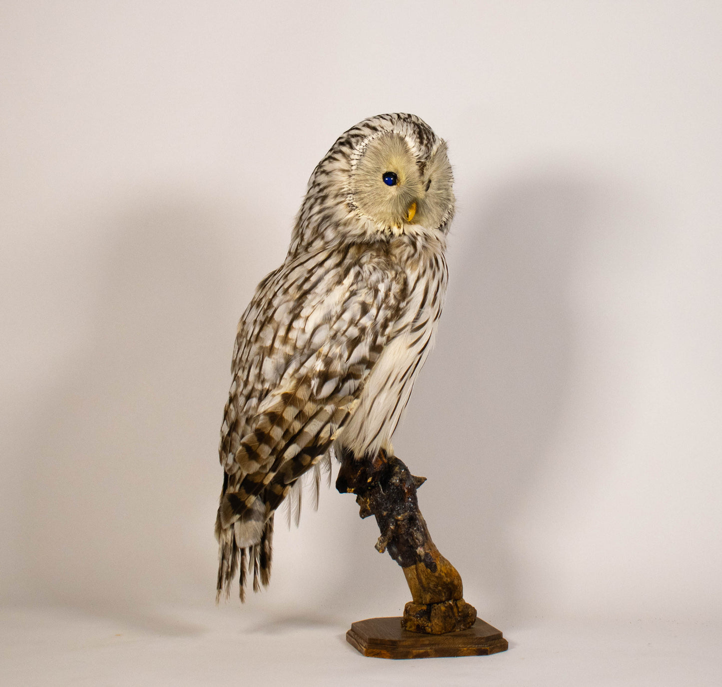 Ural Owl Taxidermy Stand Mount For Sale
