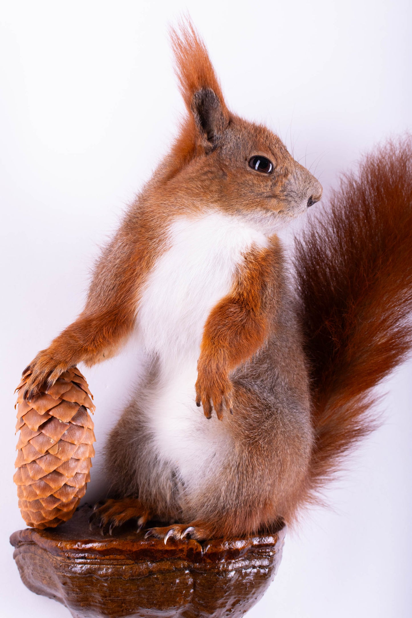 Squirrel Taxidermy Wall Mount For Sale