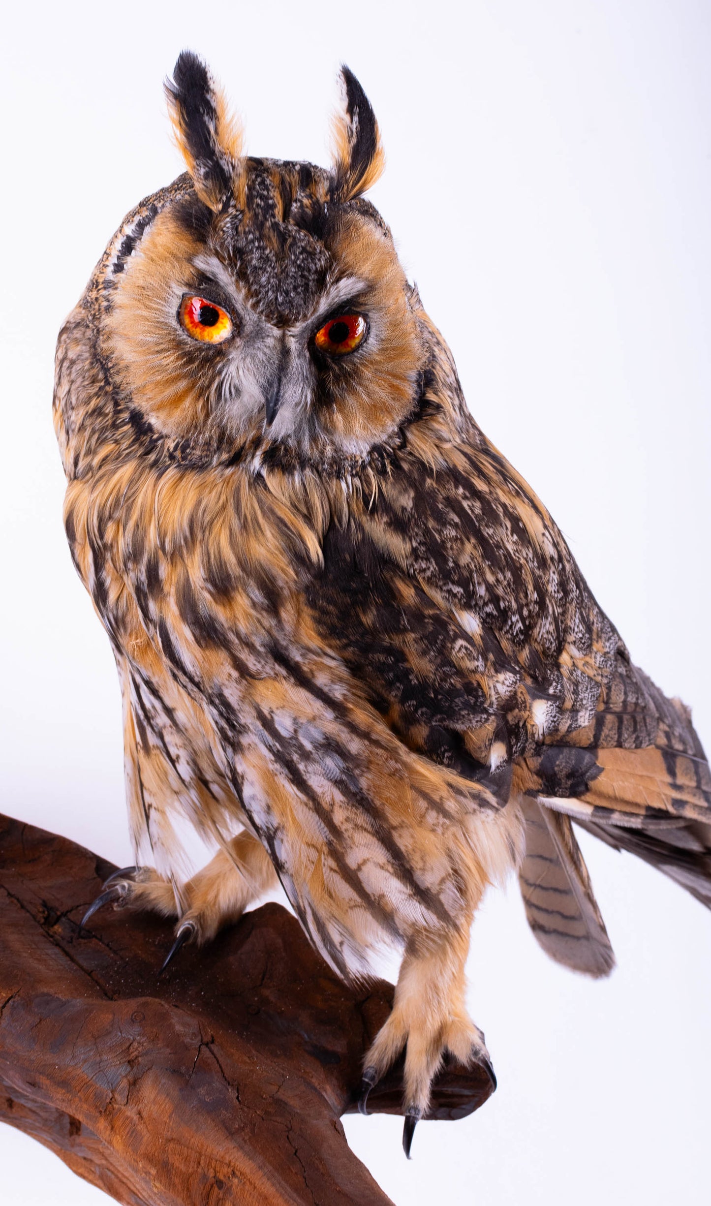 Long-eared Owl Taxidermy Wall Mount For Sale