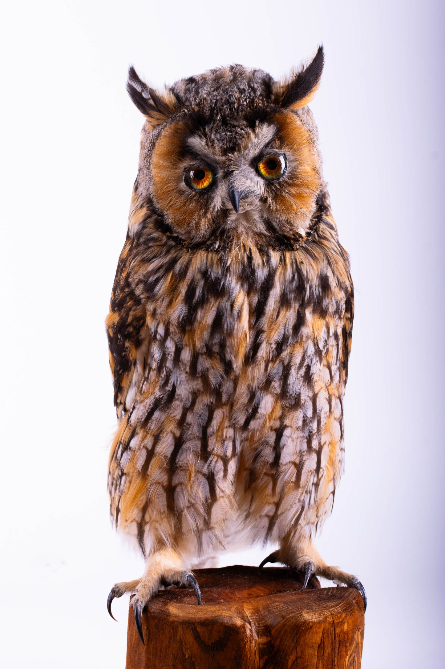 Taxidermy Owl Standing Mount