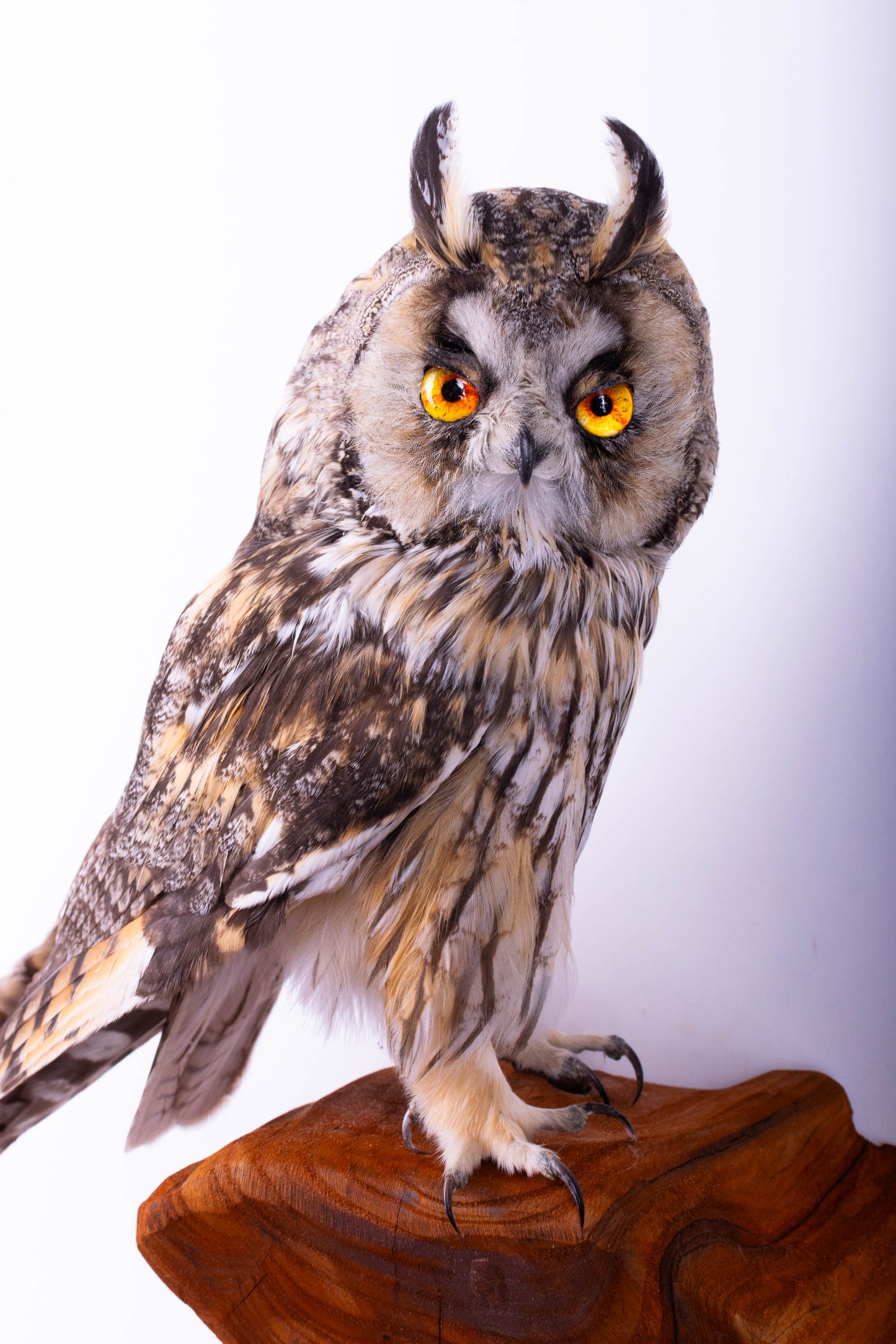 Taxidermy Owl Wall Mount