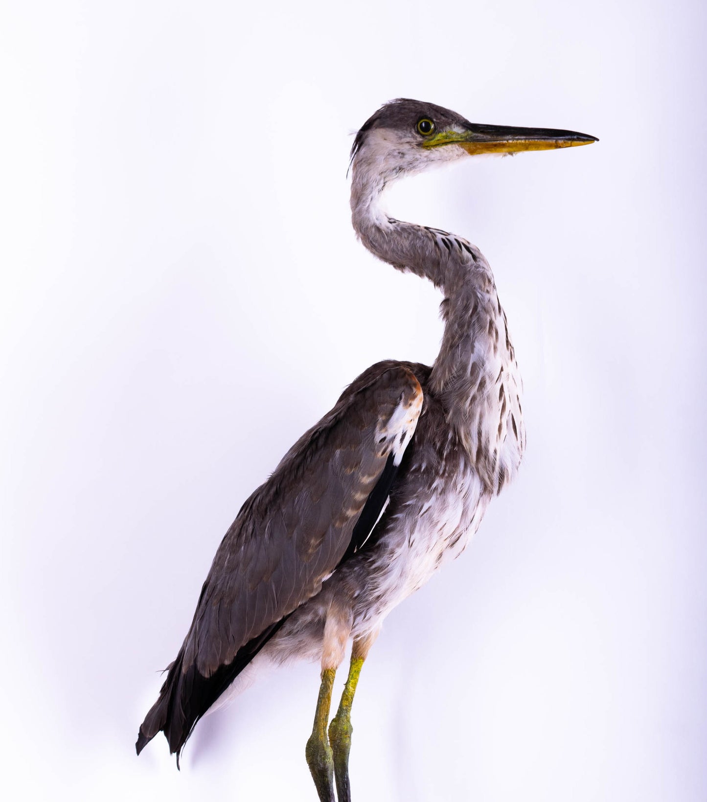 Grey Heron Taxidermy Wall Mount For Sale