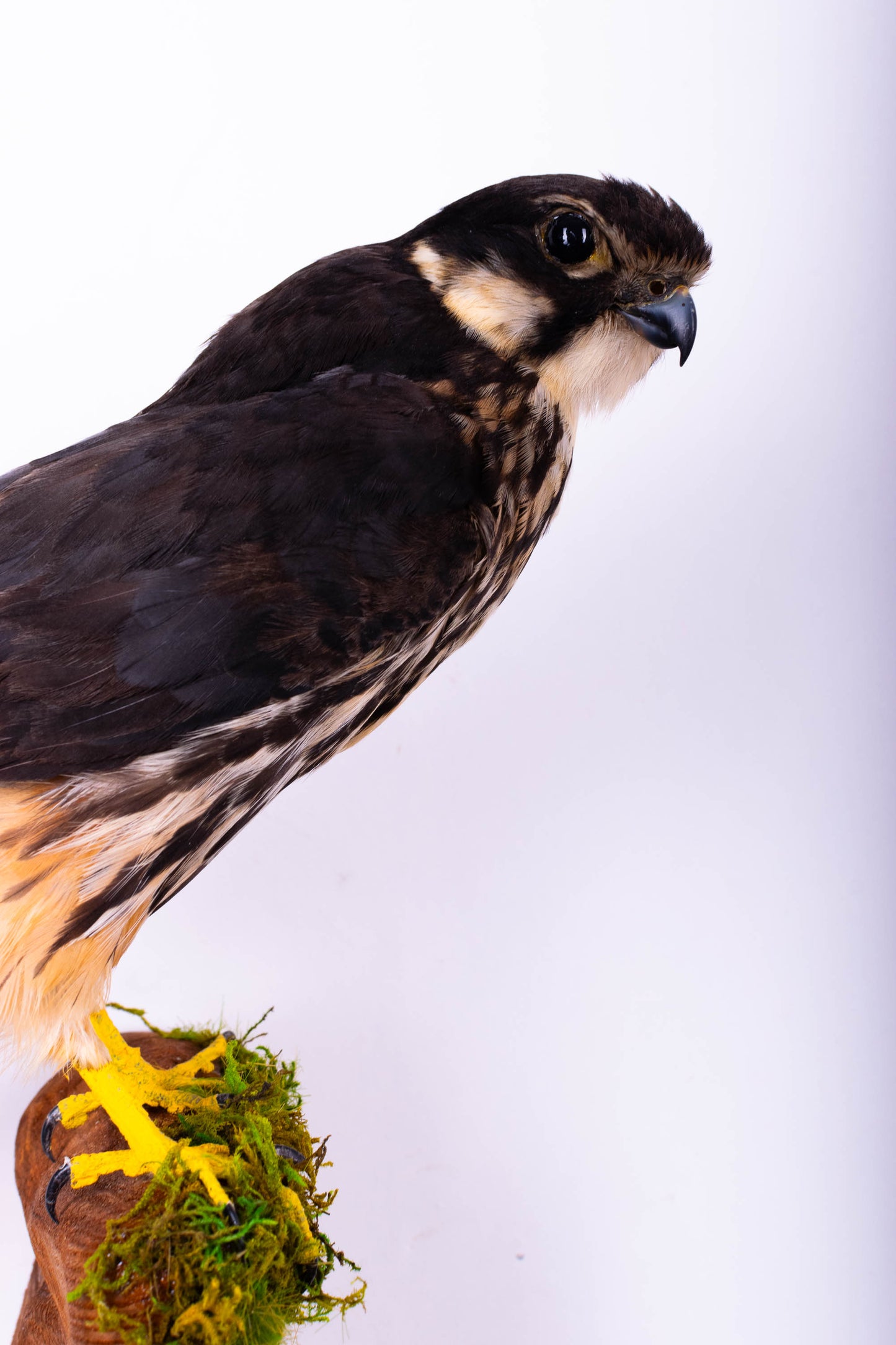 Eurasian hobby Taxidermy Falcon Wall Mount