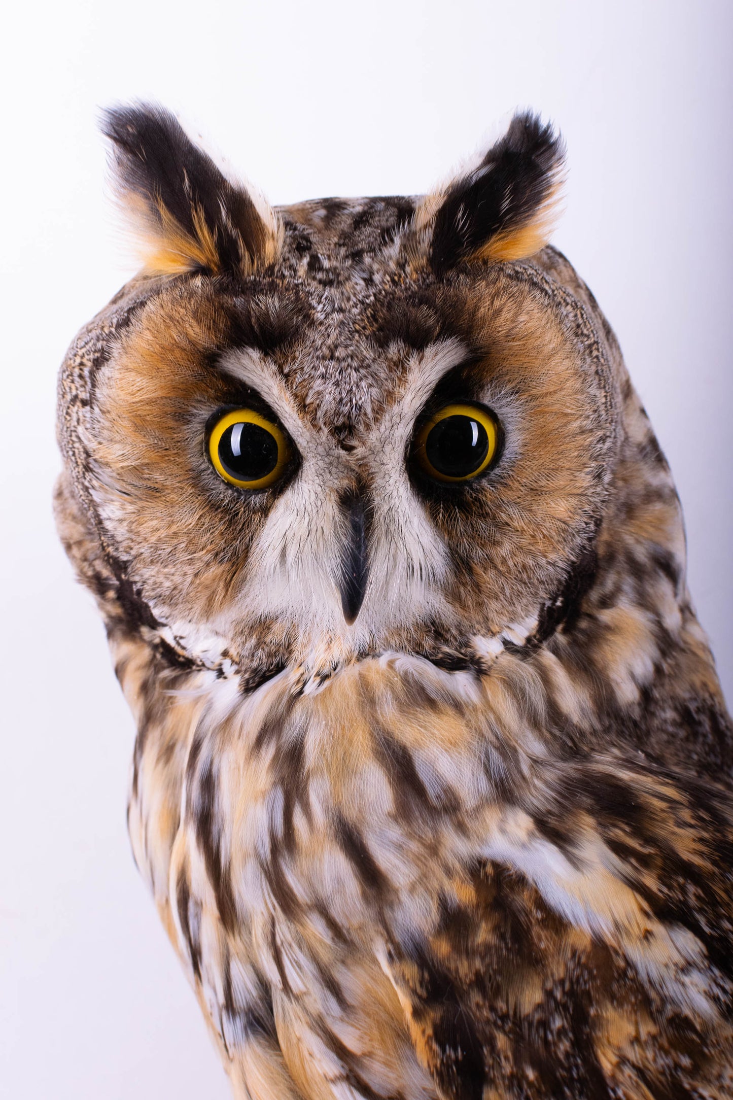 Taxidermy Long-eared Owl Wall Mount