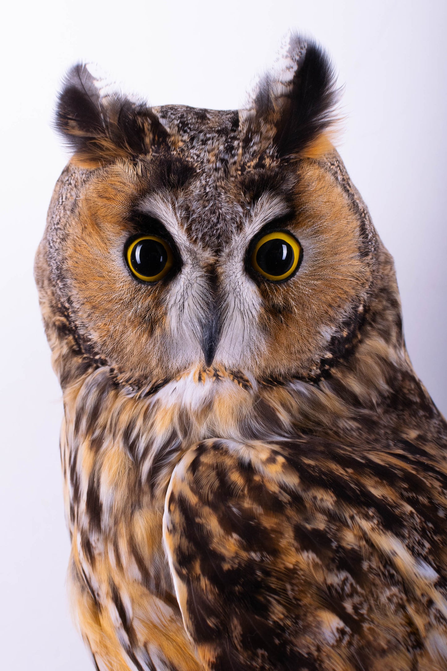 Hibou moyen-duc naturalisé pour fixation murale à vendre