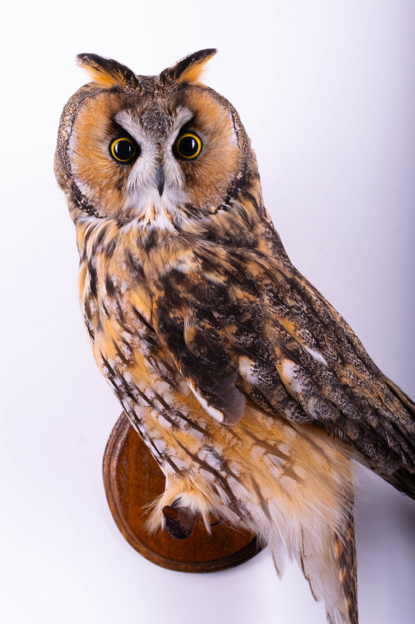 Long-eared Owl Taxidermy Wall Mount For Sale