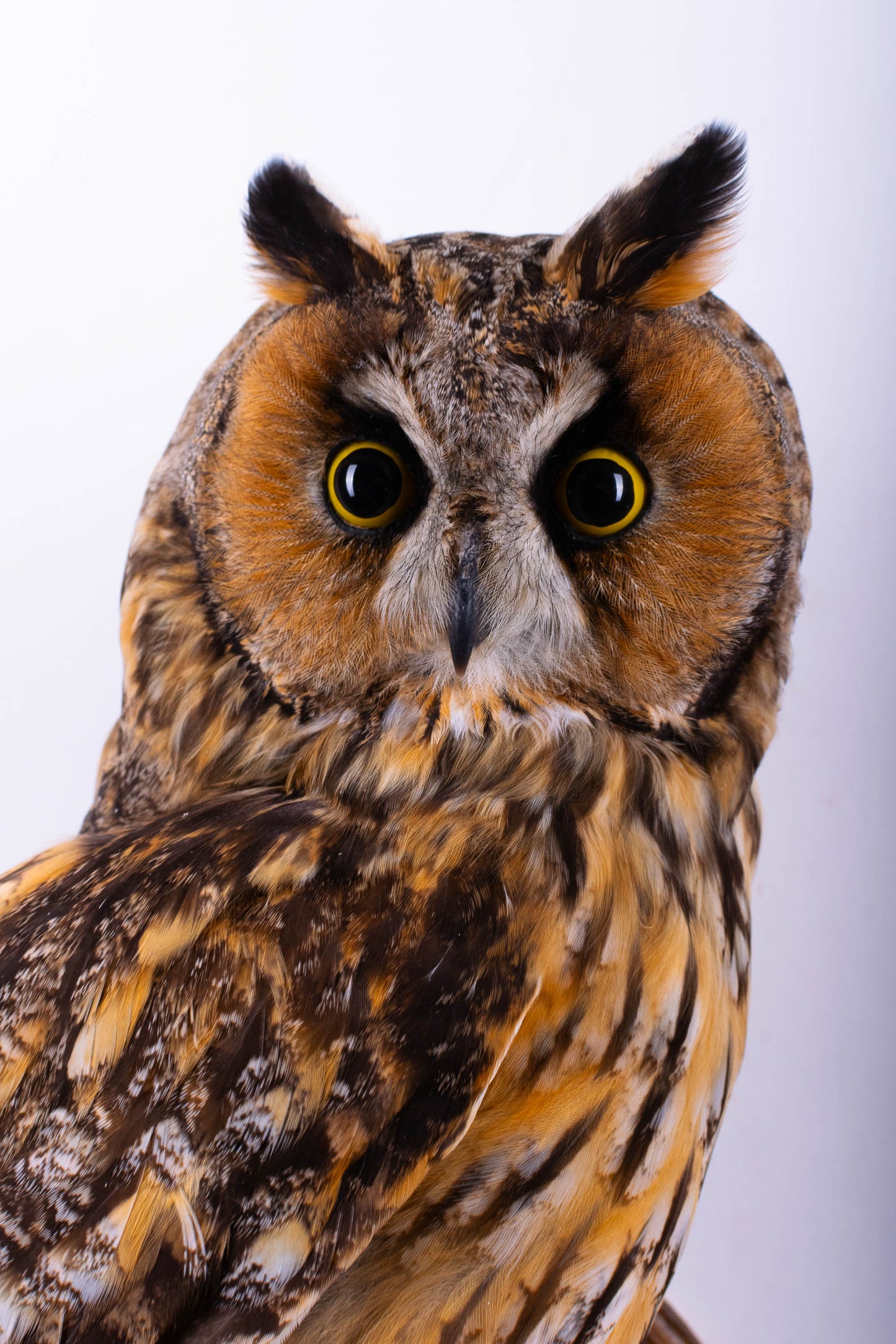 Long-eared Owl Taxidermy Wall Mount For Sale