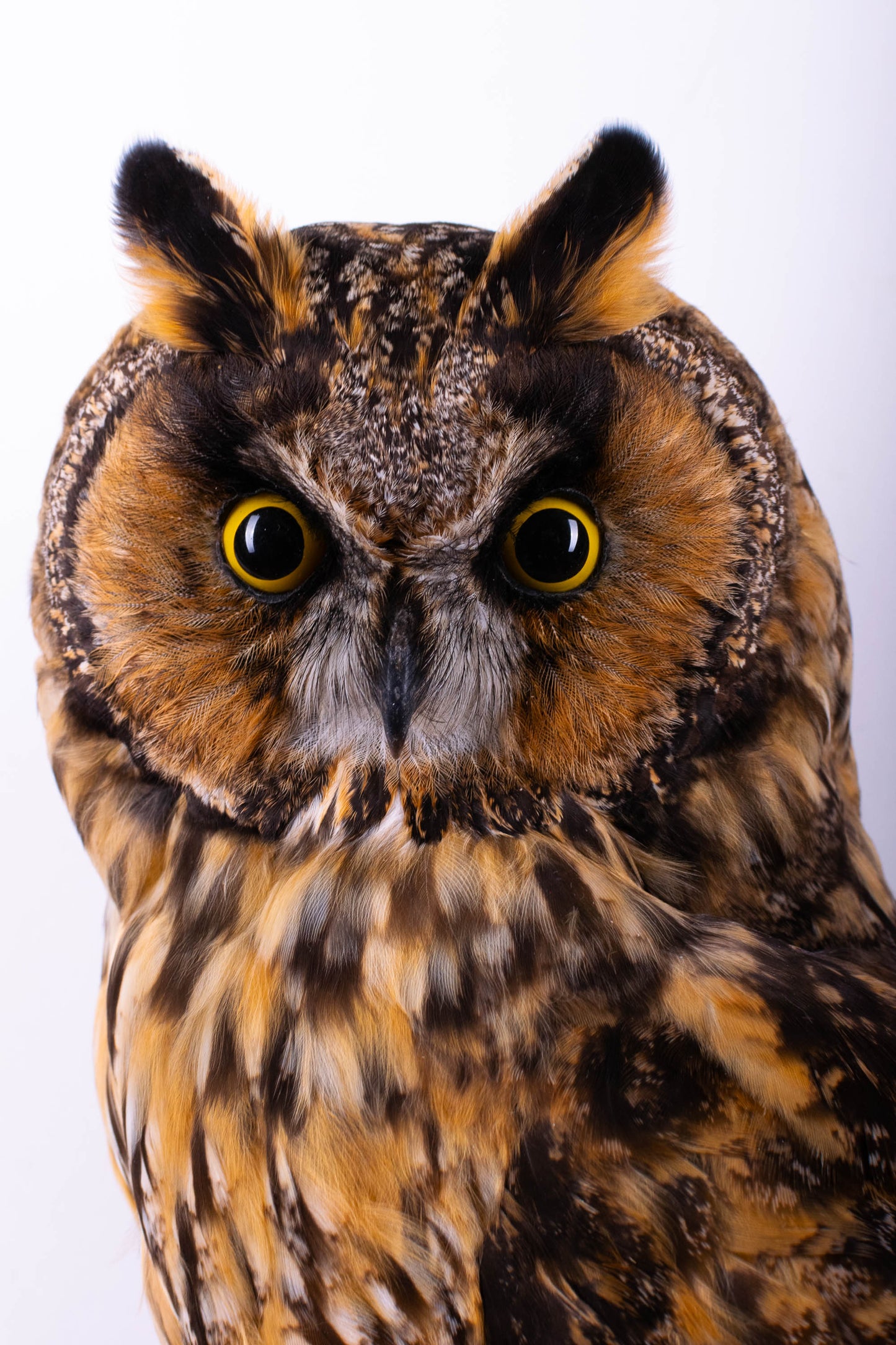 Hibou moyen-duc naturalisé pour fixation murale à vendre