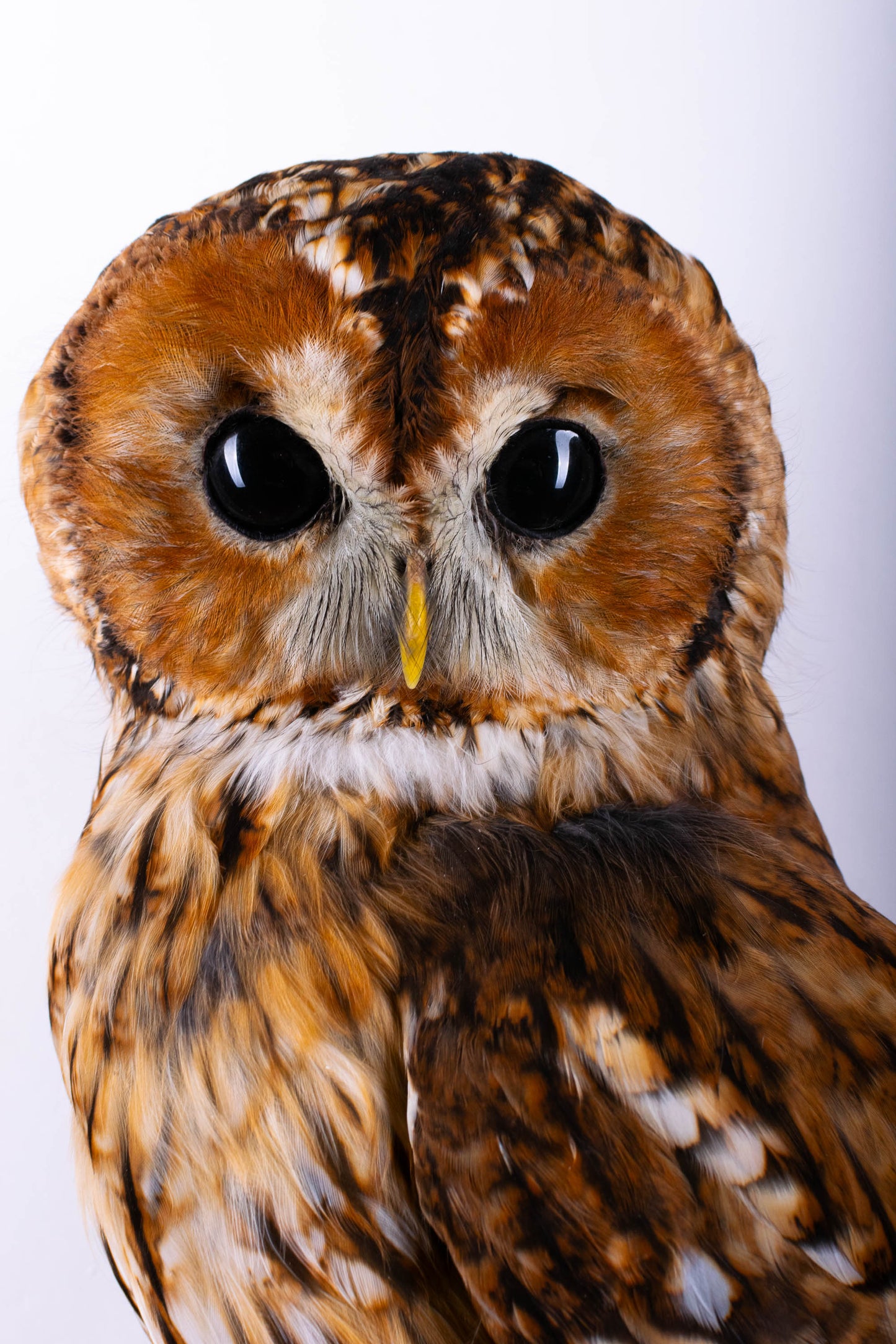 Tawny Owl Taxidermy Wall Mount For Sale