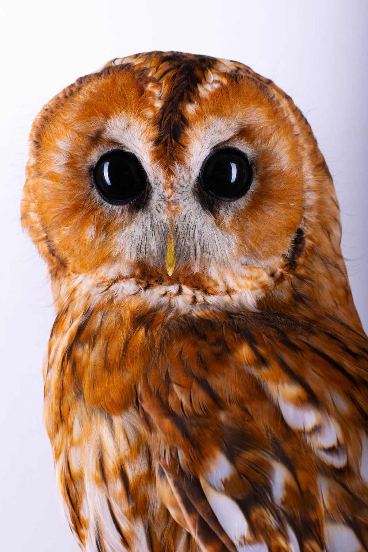 Tawny Owl Taxidermy Wall Mount