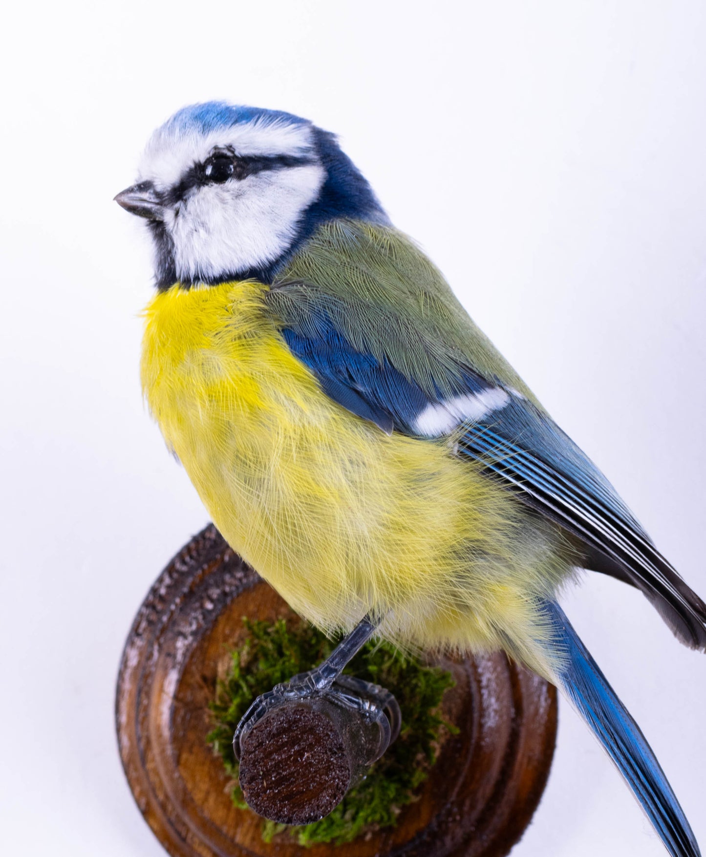 Blue Tit Taxidermy Wall Mount For Sale
