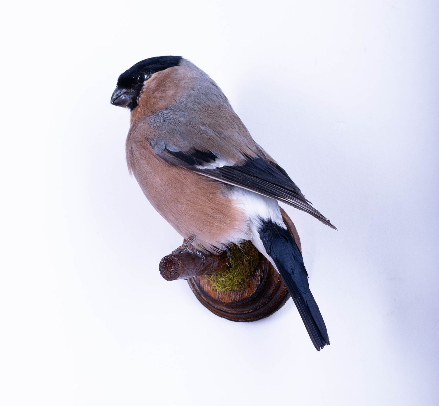 Bullfinch Taxidermy Wall Mount For Sale