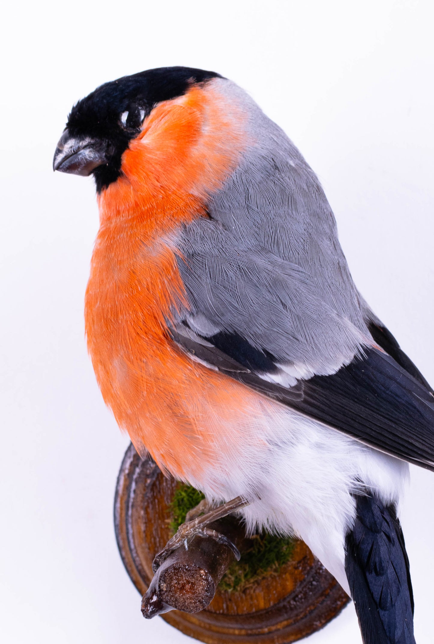 Bullfinch Taxidermy Wall Mount For Sale