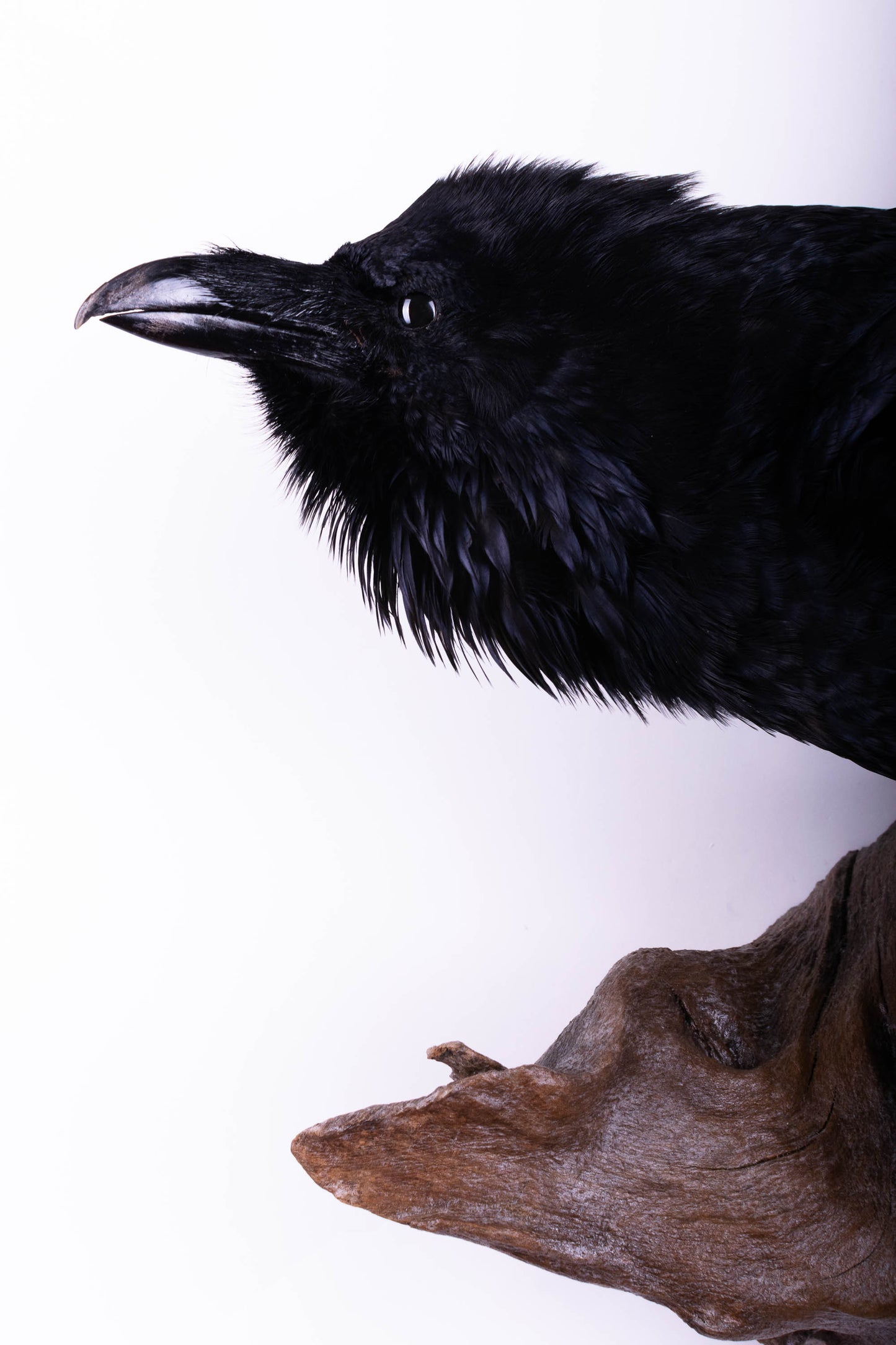 Raven Taxidermy Wall Mount For Sale