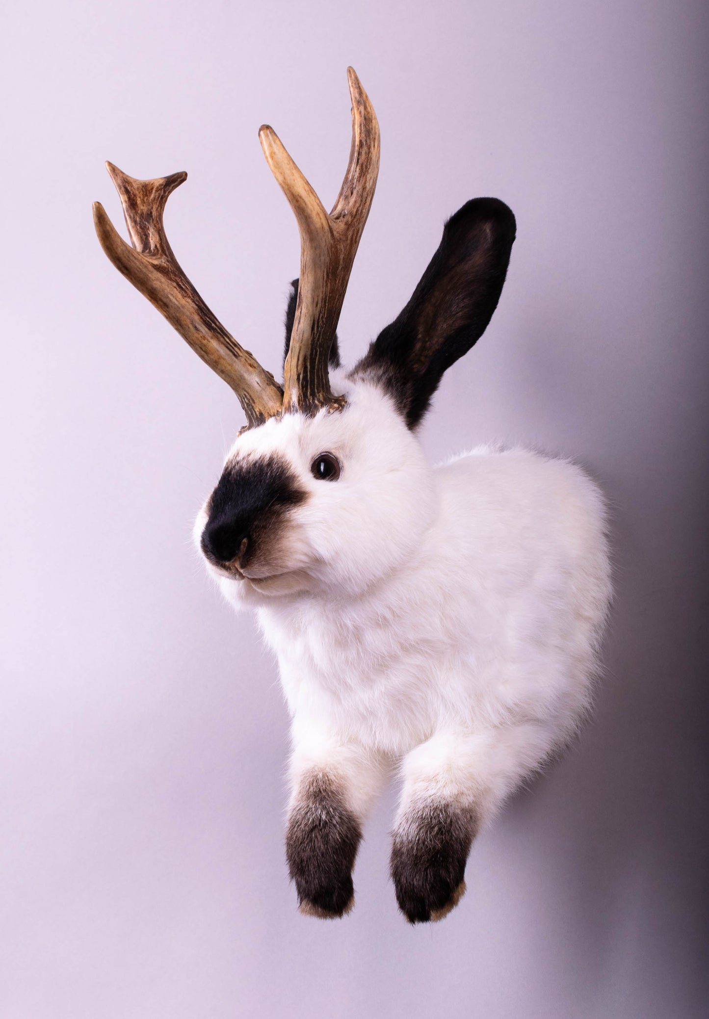 Jackalope Hare Taxidermy Wall Mount For Sale