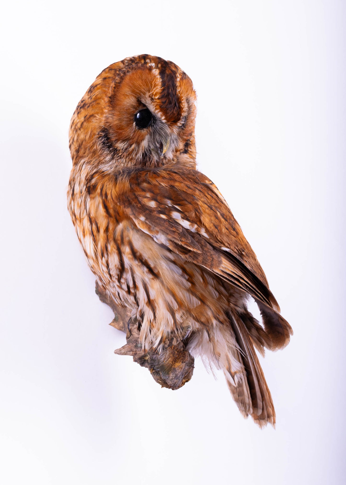 Tawny Owl Taxidermy Wall Mount