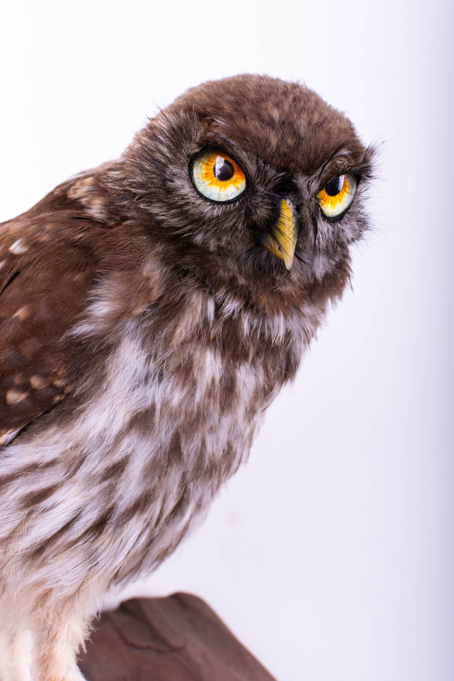 Little Owl Taxidermy Wall Mount For Sale