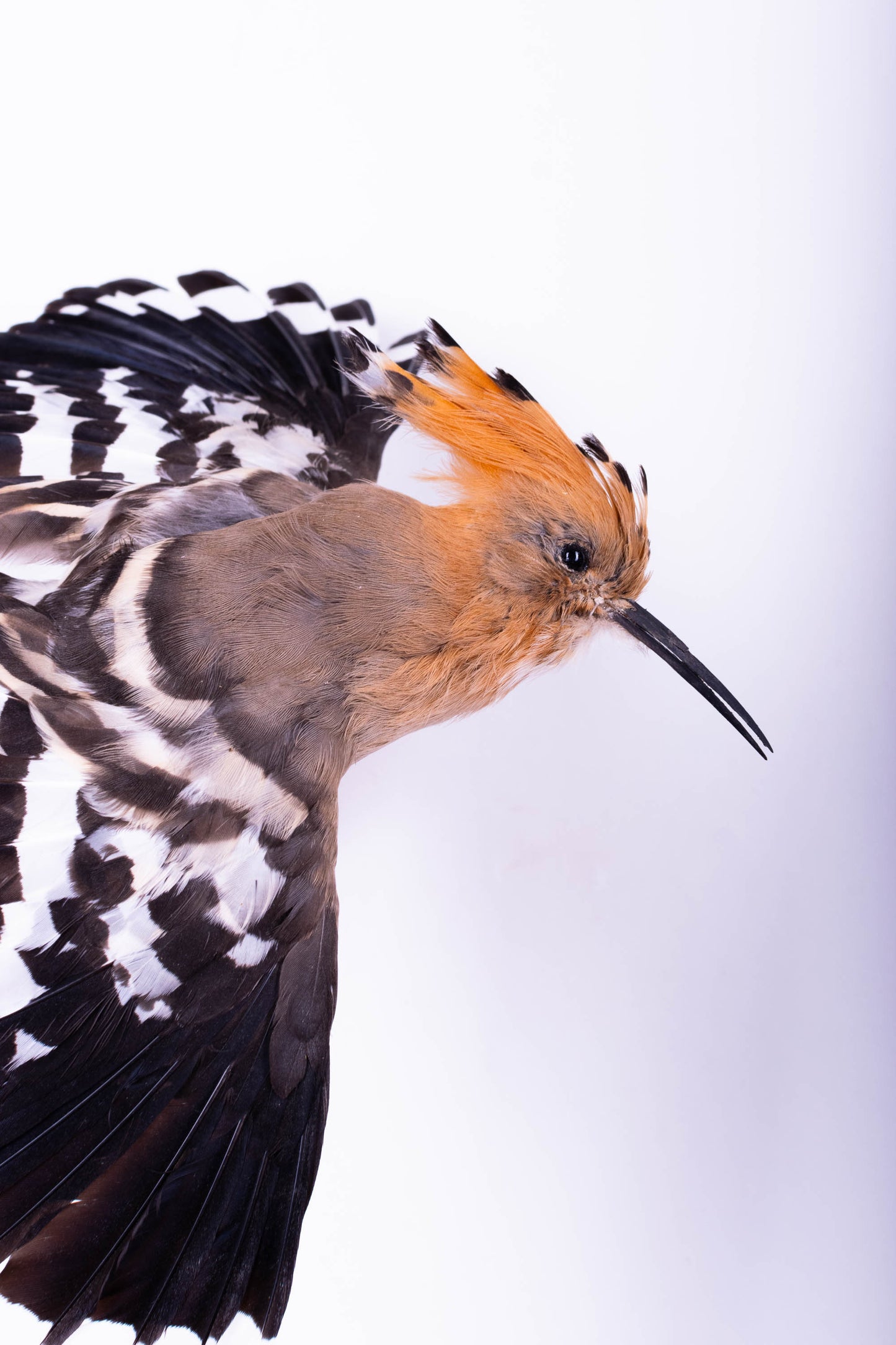 Hoopoe Taxidermy Wall Mount For Sale