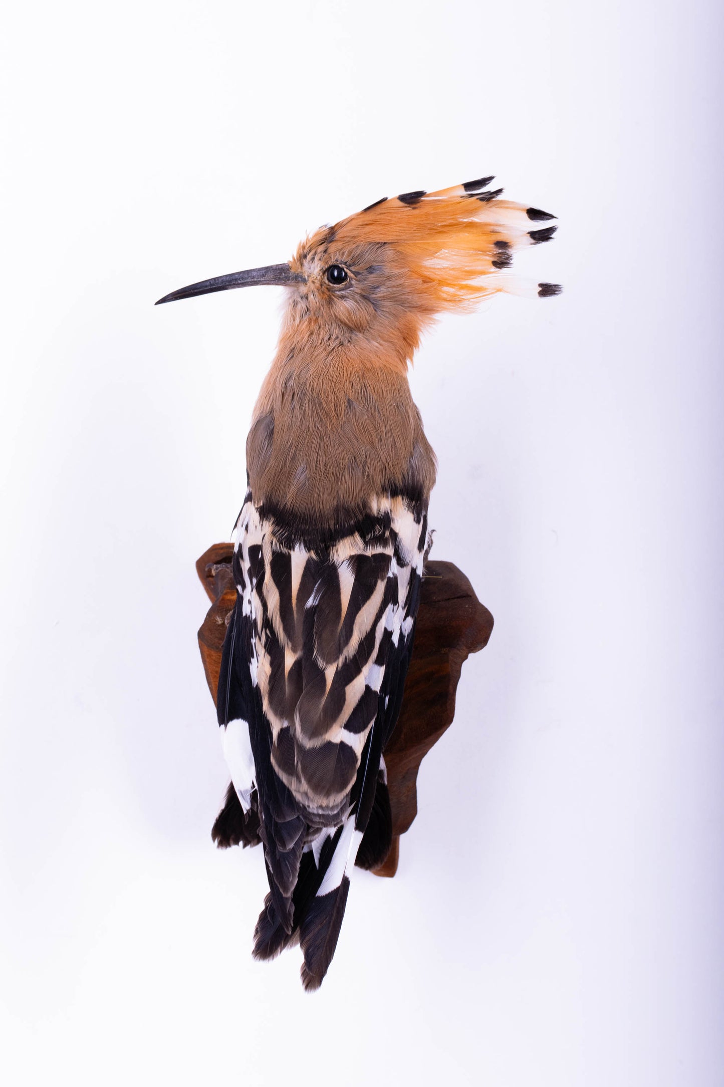 Hoopoe Taxidermy Wall Mount For Sale