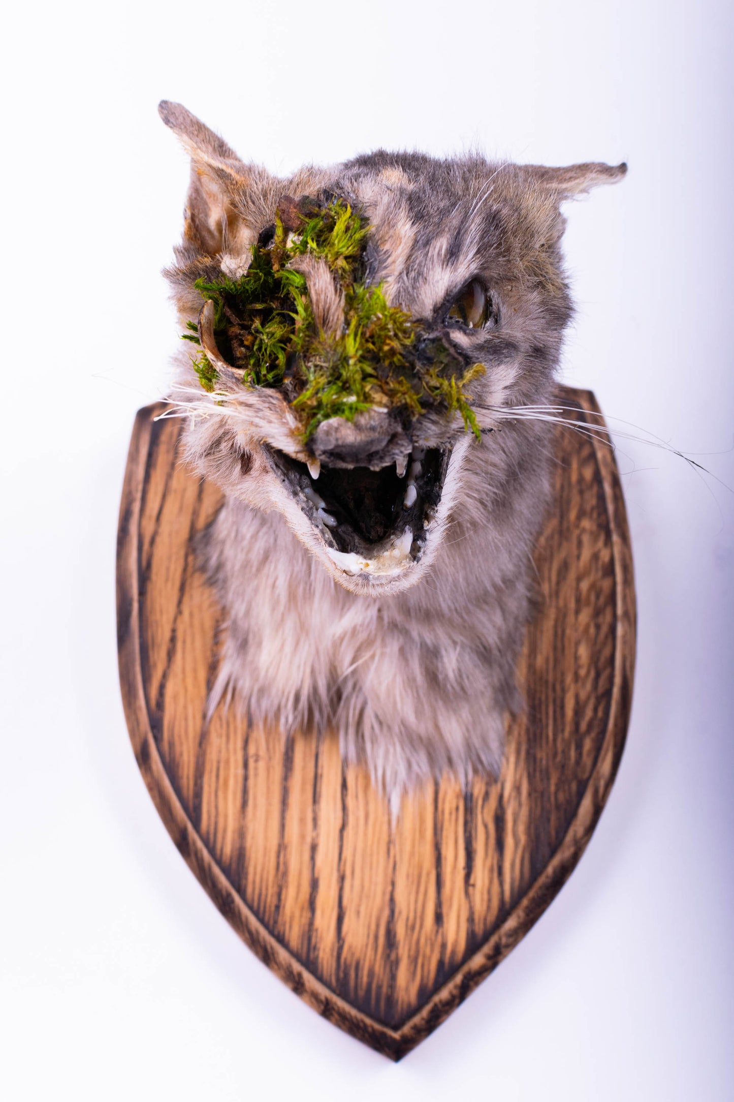 Cat Taxidermy Wall Mount For Sale