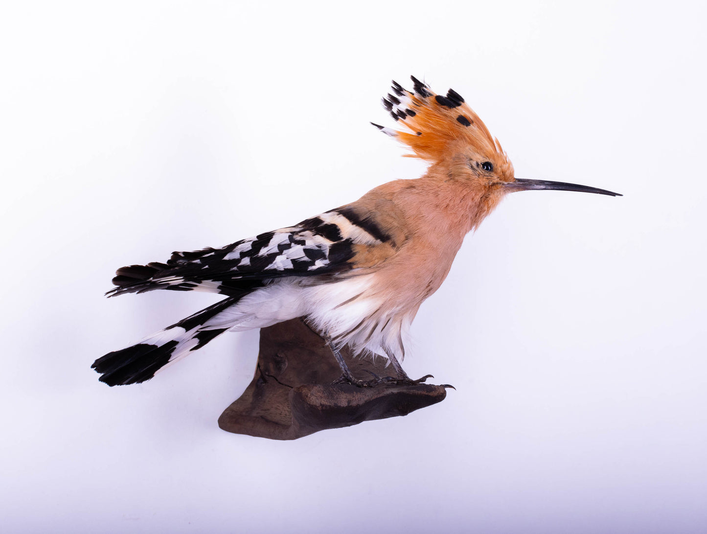 Hoopoe Taxidermy Wall Mount For Sale