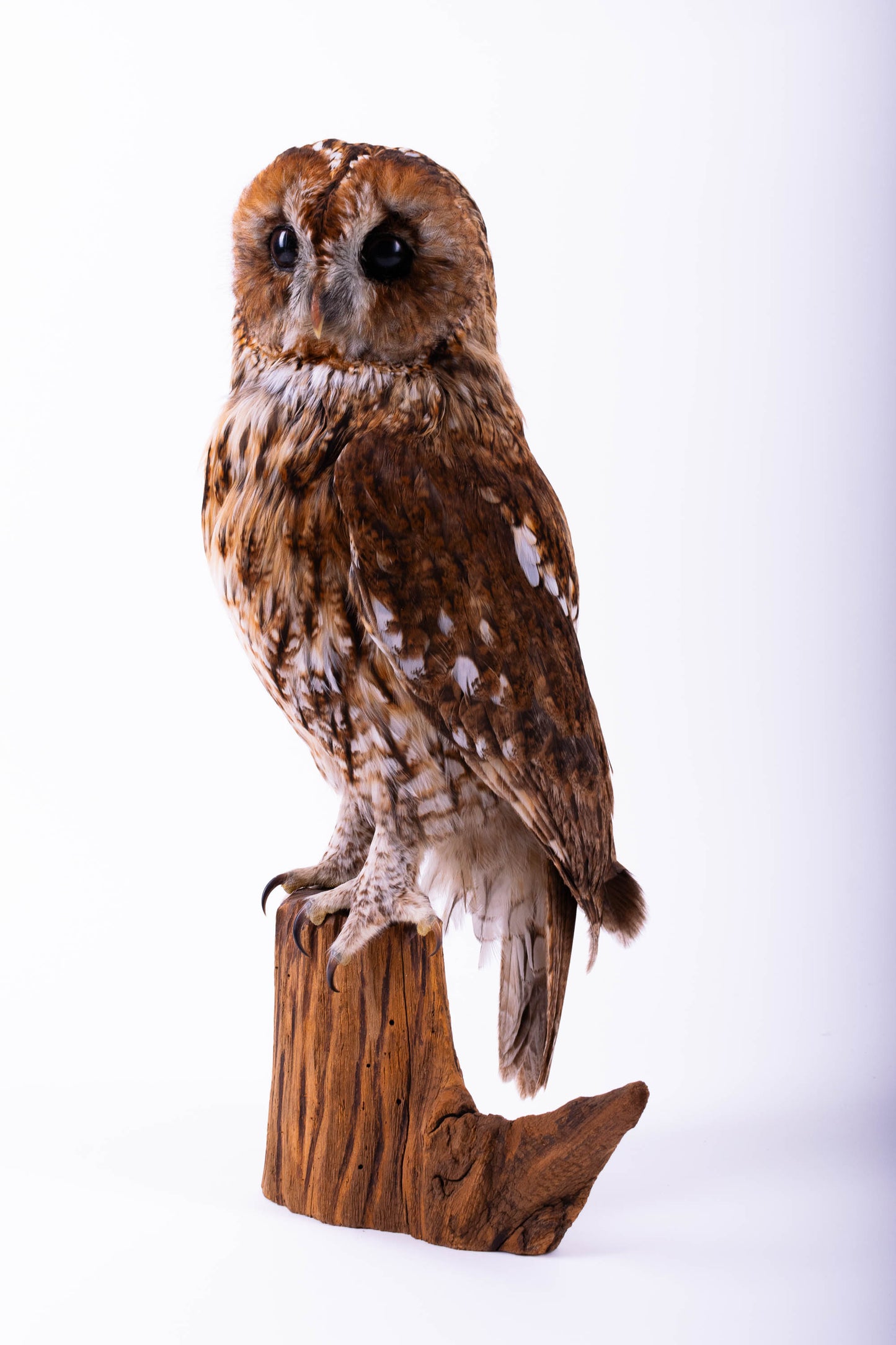 Tawny Owl Taxidermy Stand Mount For Sale