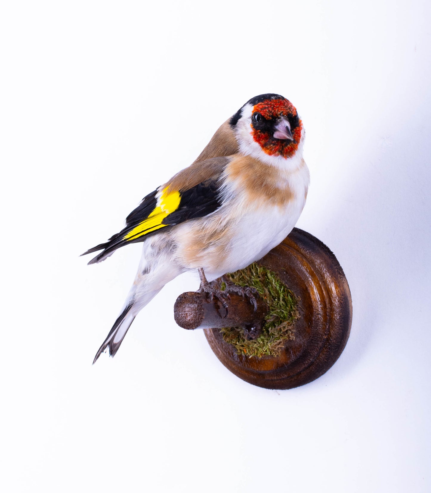 Goldfinch Taxidermy Wall Mount For Sale