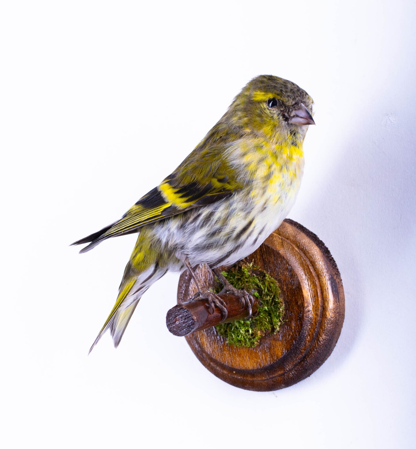 Siskin Taxidermy Wall Mount For Sale