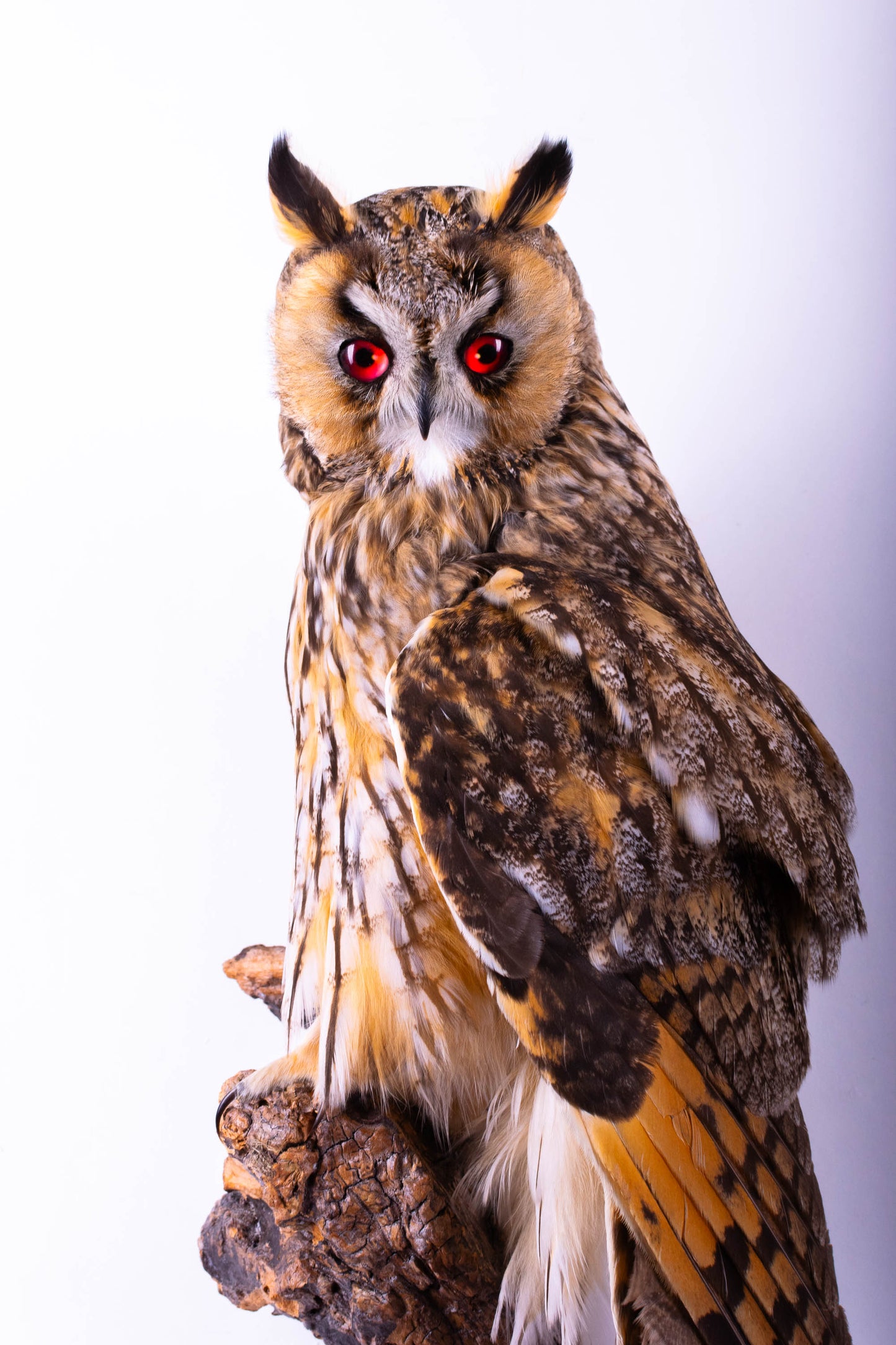 Taxidermy Long-eared owl Wall Mount