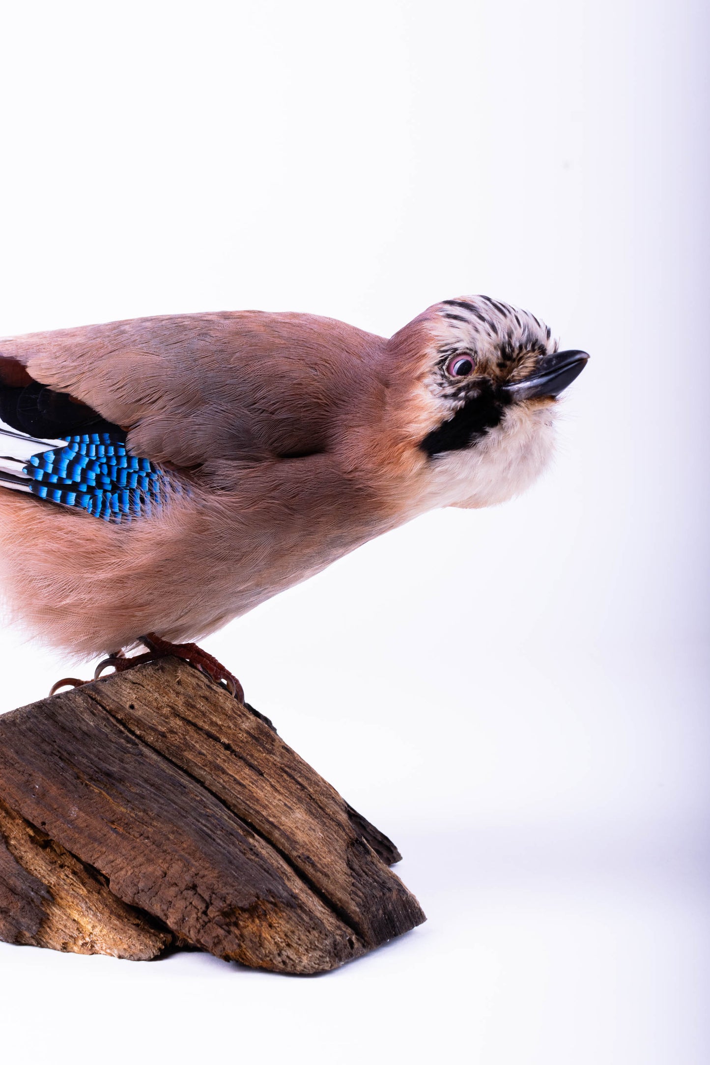 Support mural Jay Taxidermy à vendre