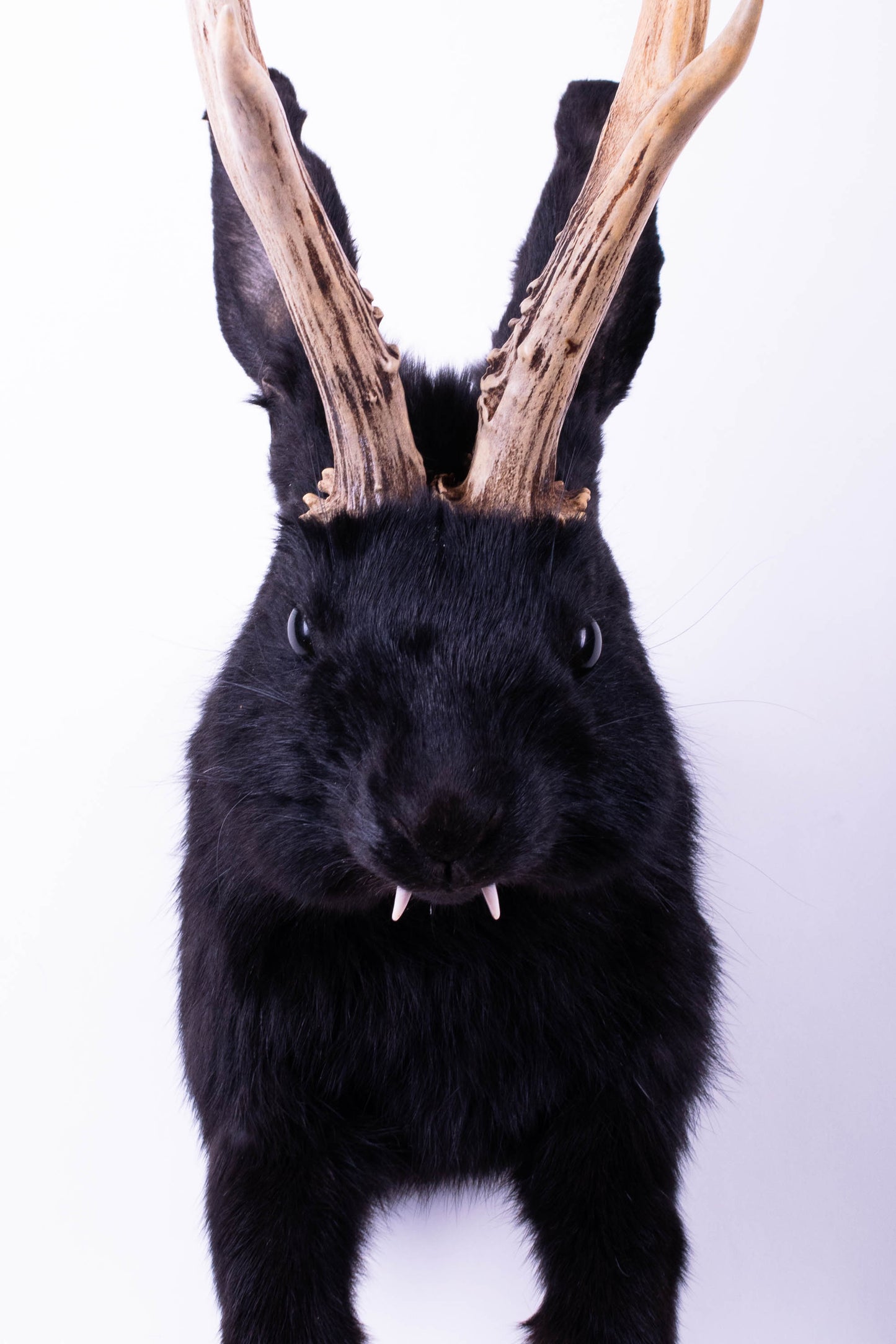 Jackalope Hare Taxidermy Wall Mount For Sale