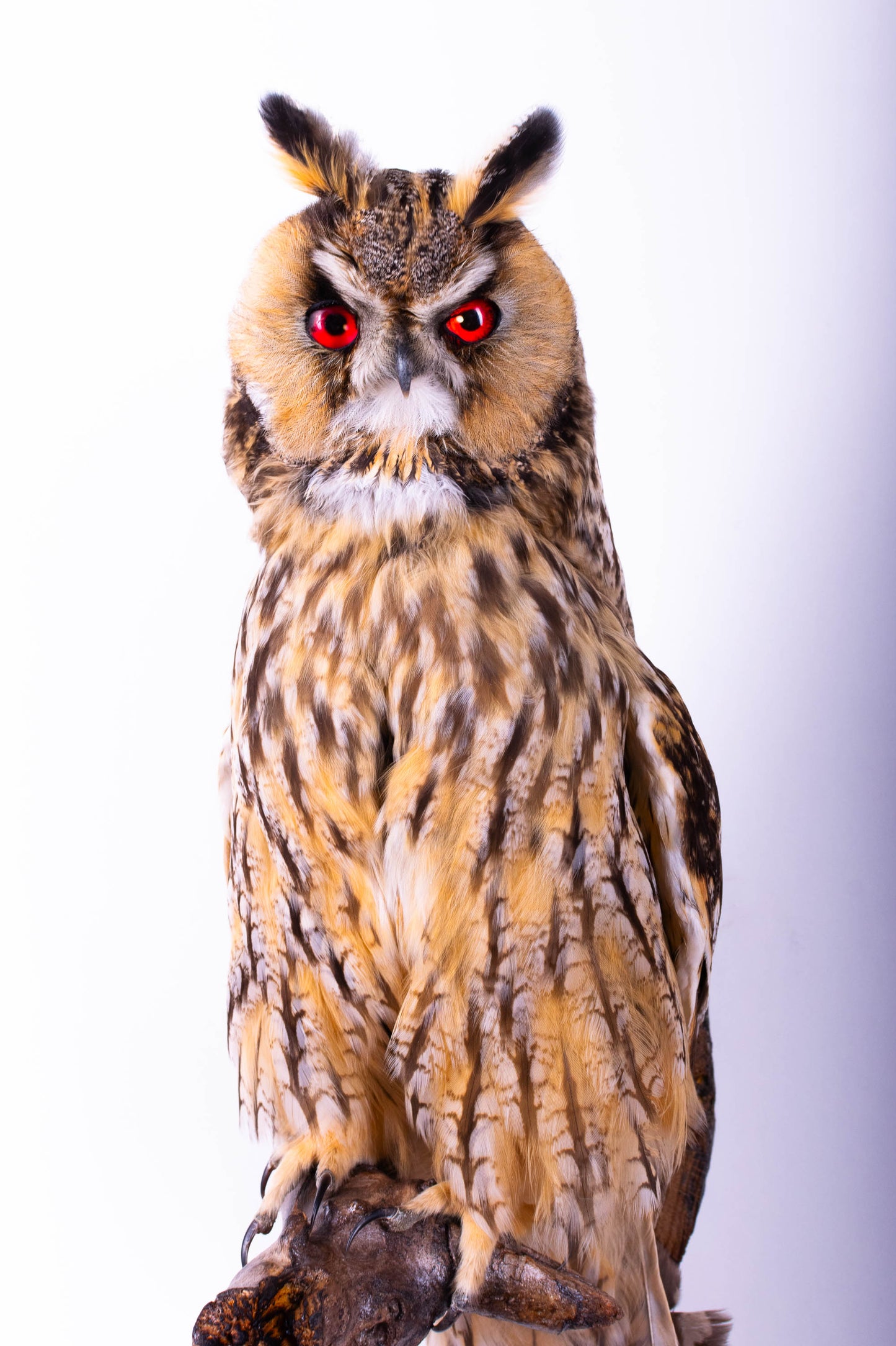 Taxidermy Wall Mount Owl