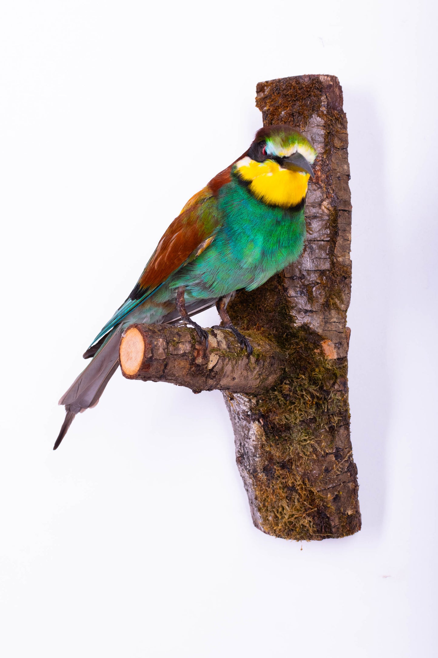 Bee-eater Taxidermy Wall Mount For Sale