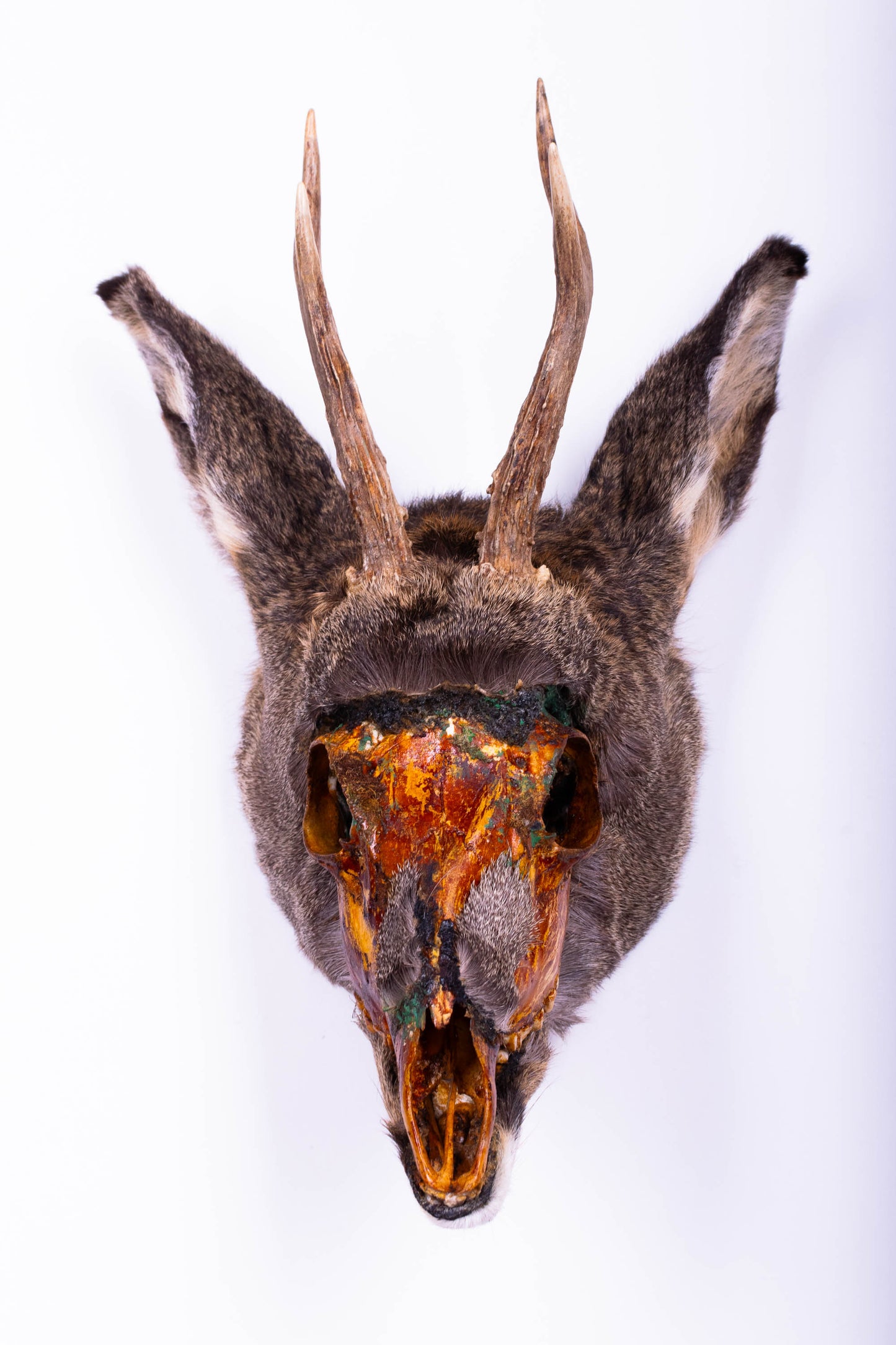 Deer Taxidermy Wall Mount For Sale