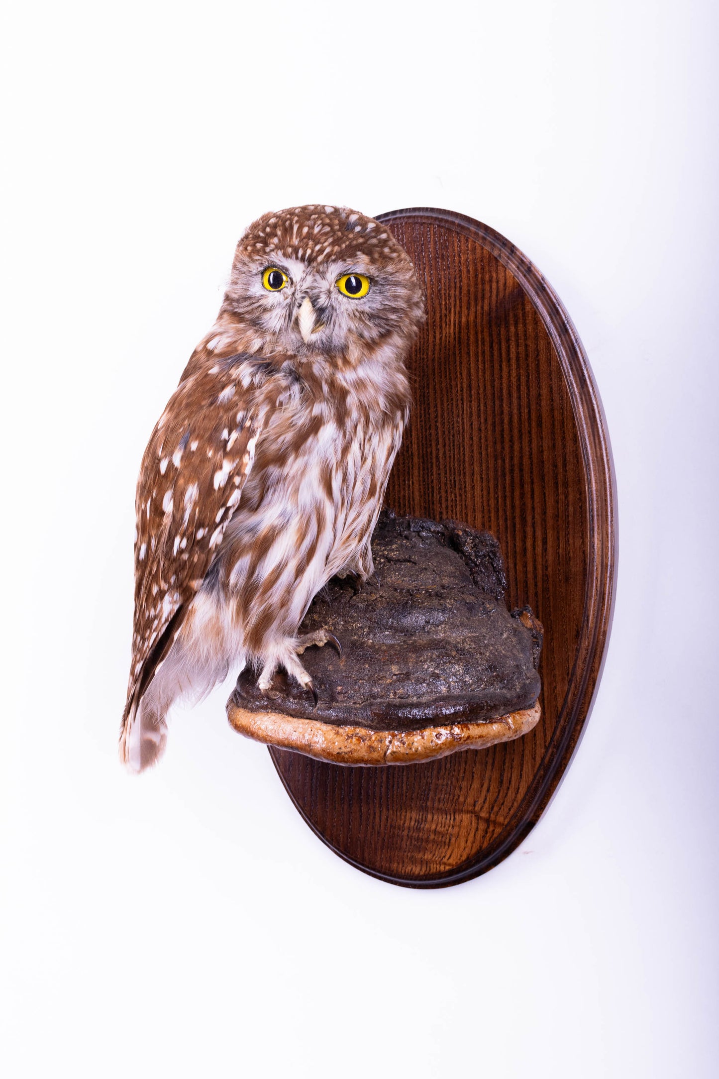 Taxidermy Wall Mount Little Owl