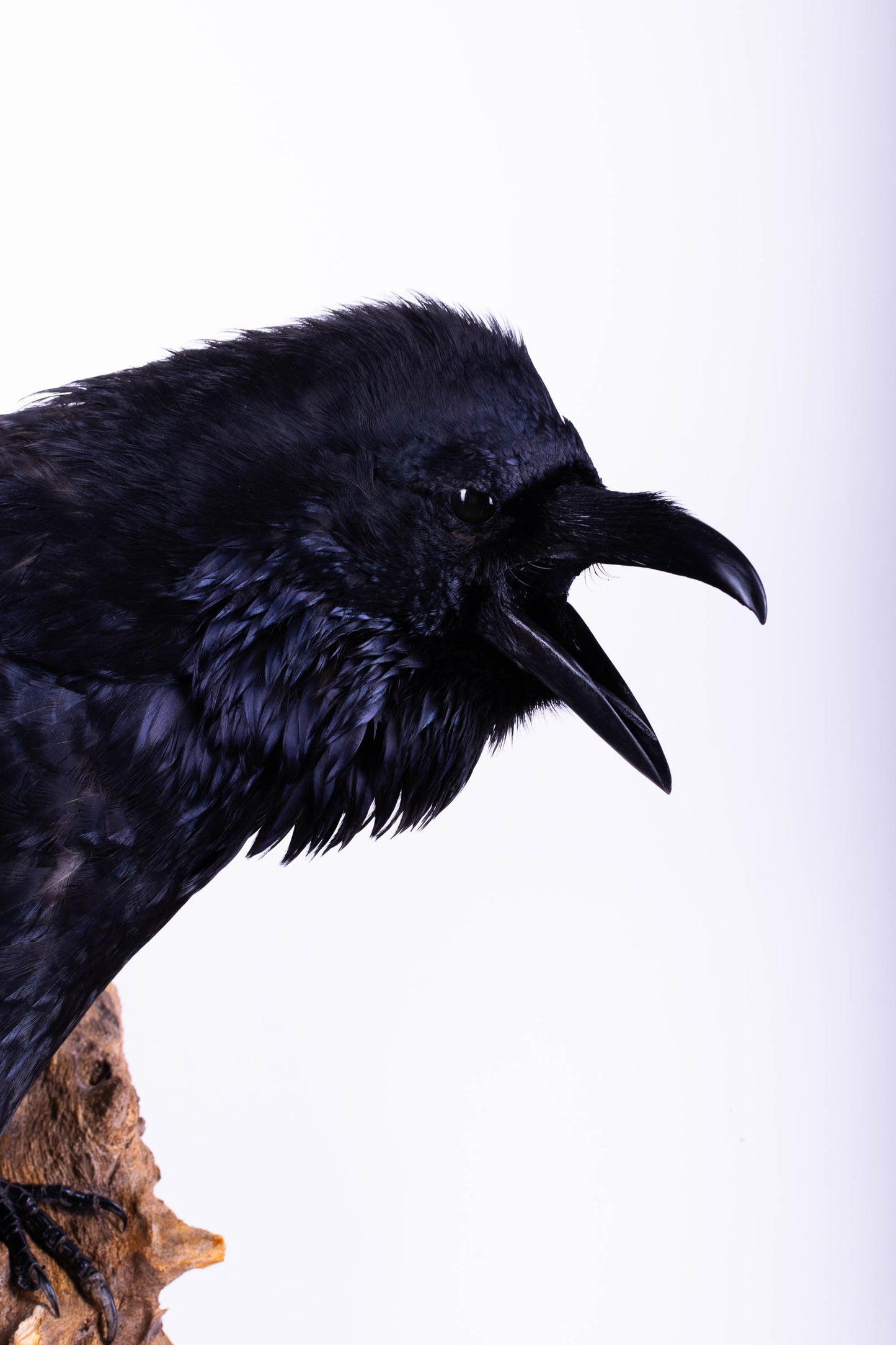 Raven Taxidermy Wall Mount For Sale
