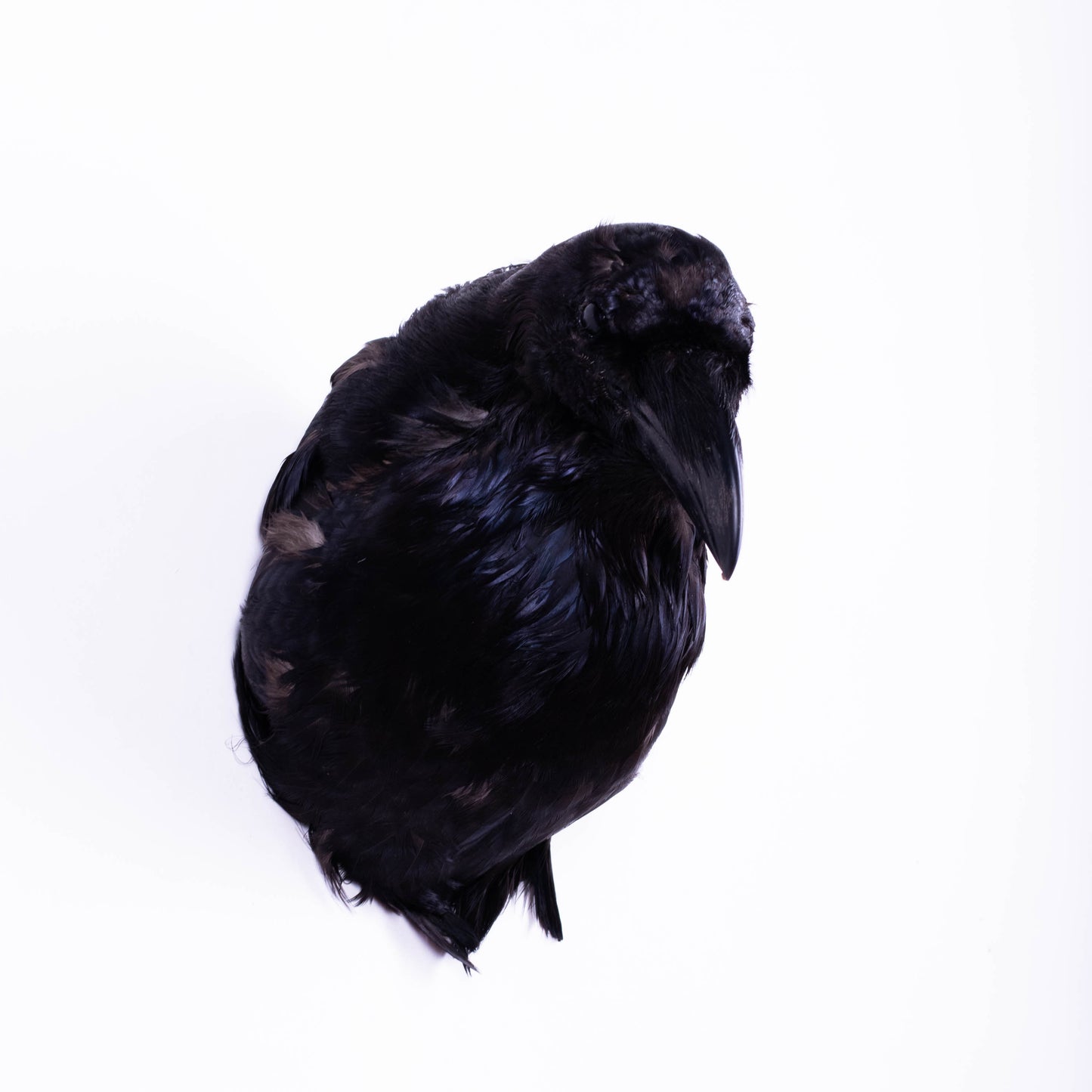 Raven Head Taxidermy Wall Mount For Sale