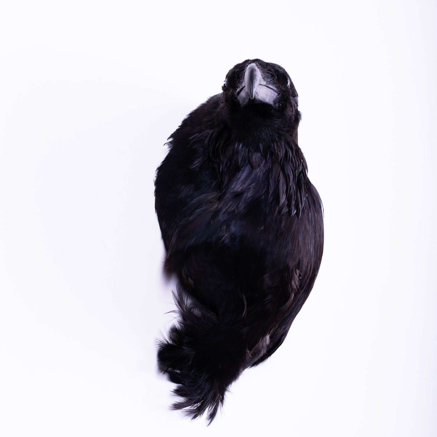 Raven Head Taxidermy Wall Mount For Sale