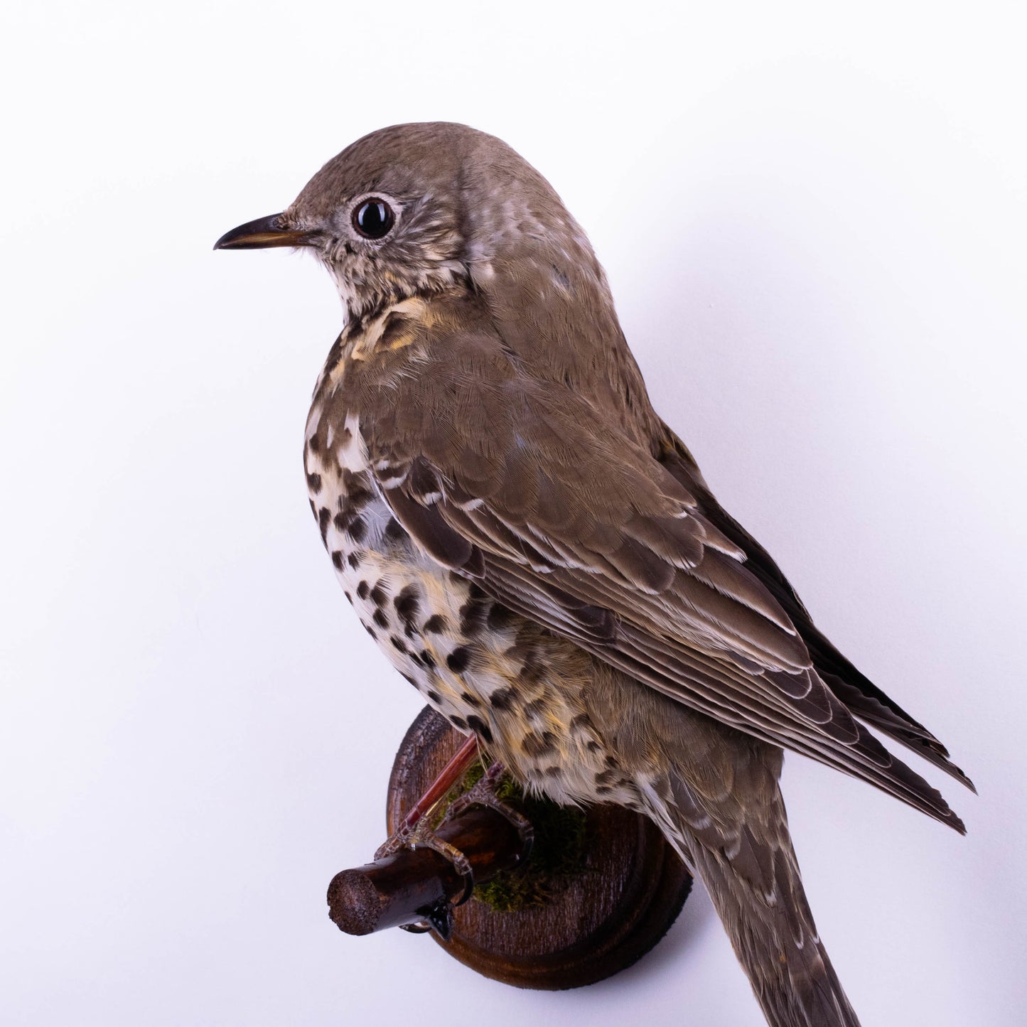 Mistle thrush Taxidermy Wall Mount For Sale