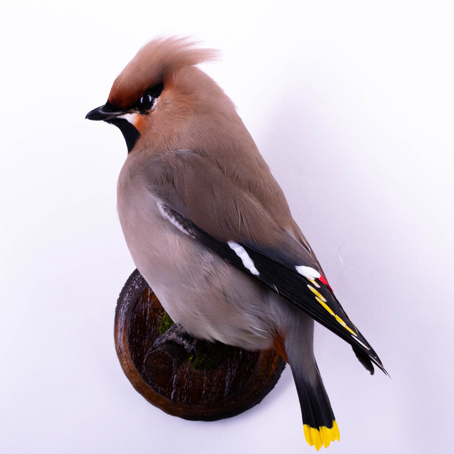 Waxwing Taxidermy Wall Mount For Sale