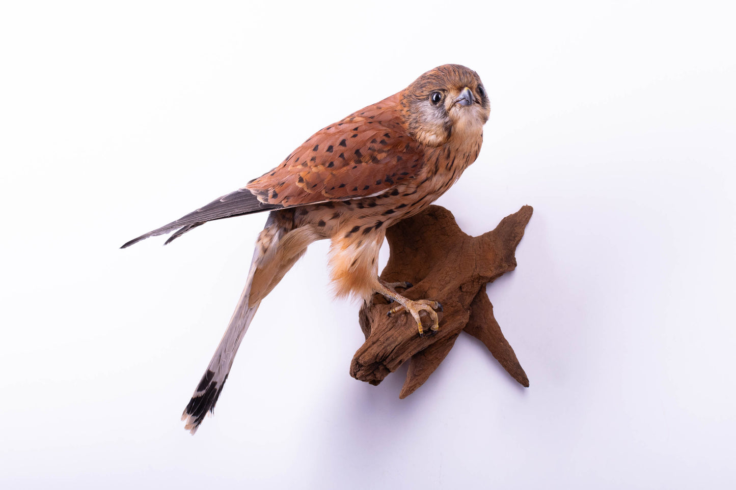 Lesser Kestrel Falcon Taxidermy Wall Mount