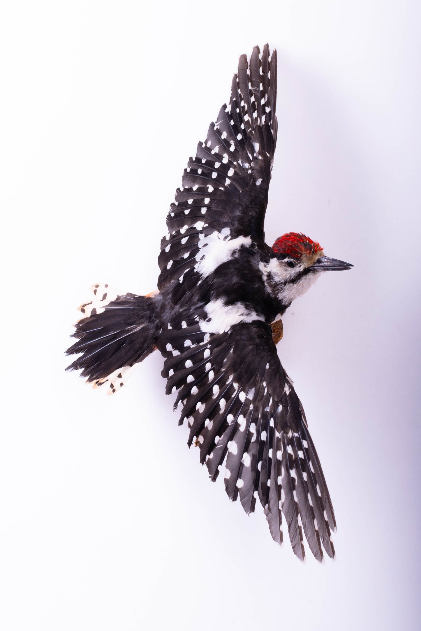 Great Spotted Woodpecker Taxidermy Wall Mount For Sale
