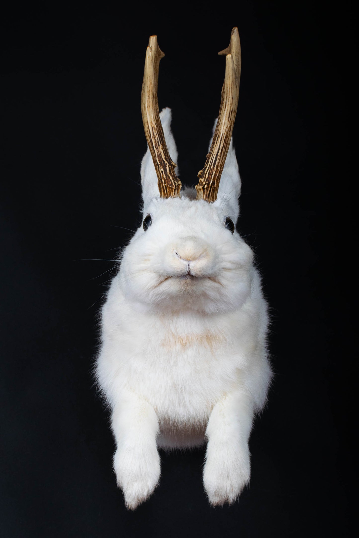 Jackalope Hare Taxidermy Wall Mount For Sale